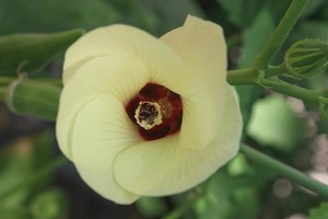 Okra 2 Okra 2